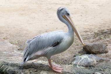 Tayland bahçesindeki büyük beyaz pelikan kuşu.