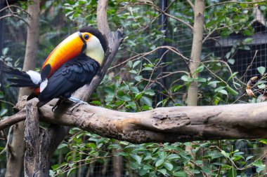 Zoolojide ağaçtaki toco tukan kuşu.