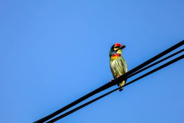 Tayland 'da enerji hattındaki renkli Oriole kuşu.