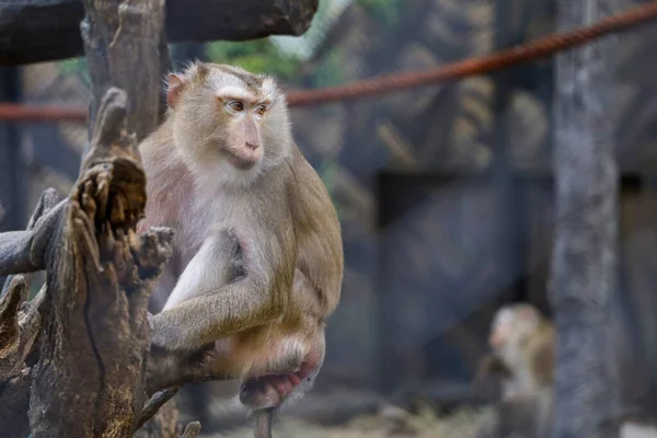 Der Affe Bleibt Auf Einem Großen Astbaum Stehen — Stockfoto