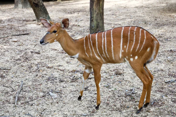 Bebé Nyala Queda Jardín Tailandia —  Fotos de Stock