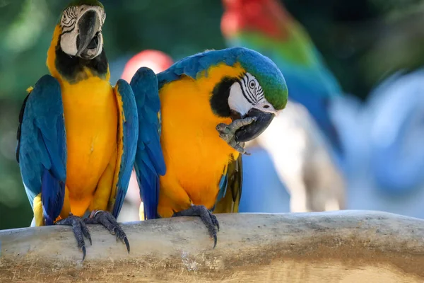 Cerca Haed Pájaro Loro Guacamayo Azul Amarillo Jardín Tailandia —  Fotos de Stock