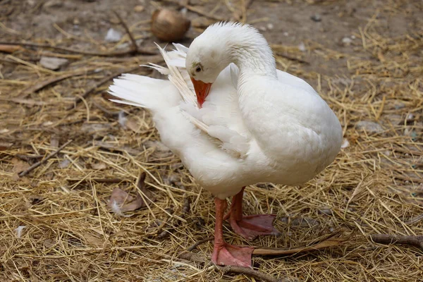 Bebek beyaz kaz ayağa kalkıyor ve bahçede dinleniyor, thailand