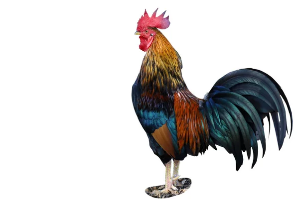 Fighting Cock White Background Have Path Focus Eye — Stock Photo, Image