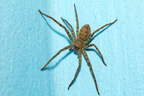 Kapalı kurt örümceği böcek hayvanıdır.)