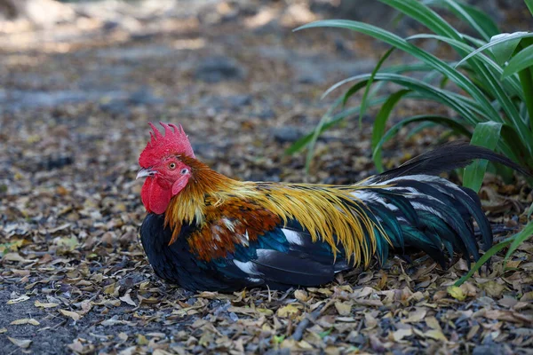 泰兰花园农场里的斗鸡 — 图库照片