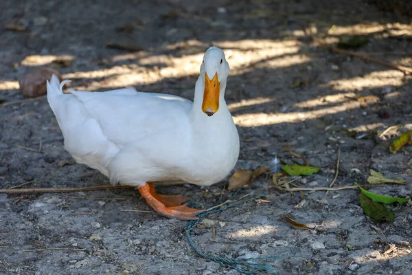 Anatra Bianca Estate Alla Fattoria Thailandia — Foto Stock