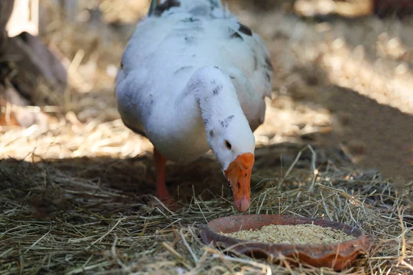 White Goose Eatting Food Garden Thailand — Stock Photo, Image