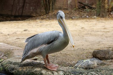 Tayland bahçesindeki büyük beyaz pelikan kuşu.