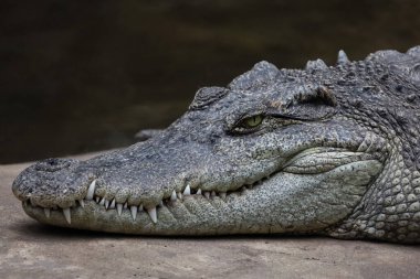 Kapatın timsahı, uyuyun ve bahçede dinlenin.