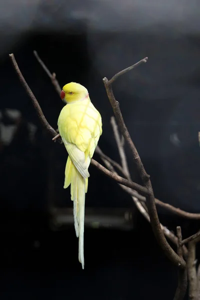 Cerrar Pájaro Loro Amarillo Jardín Tailandia —  Fotos de Stock