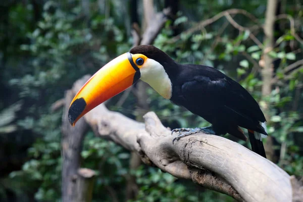 Toco Tucano Pássaro Árvore Madeira Floresta — Fotografia de Stock