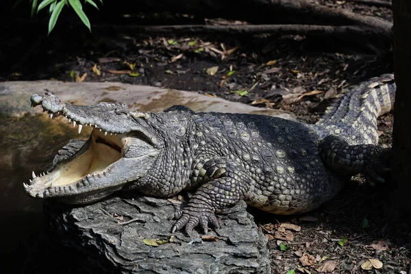 Close Cabeça Crocodilo Mostrar Mouse Tailândia Olhos Focados — Fotografia de Stock