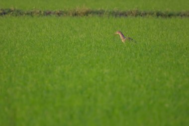 Asya 'nın kırsalındaki pirinç tarlasında bir kuş.