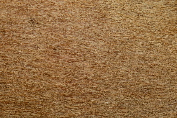 Close Hnědý Pes Chlupatá Kůže Kůže Savec Zvířecí Textury — Stock fotografie