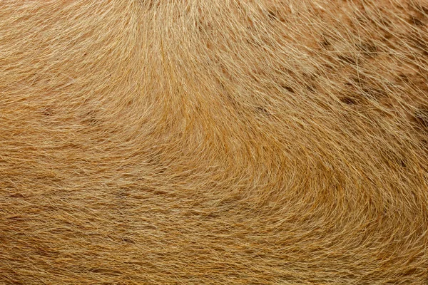 Close Brown Dog Hairy Skin Leather Mammal Animal Texture — Stock Photo, Image