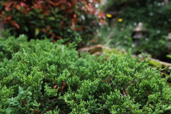 Green Mini Leaf Tone Natue Background — Stock Photo, Image