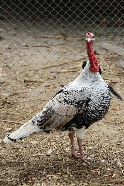 White Big Turkey Hen Rest Sleep Banana Farm Garden Thailand — Stock Photo, Image