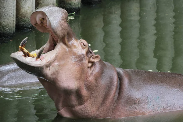 Hippopotame Sourit Dans Rivière Thaïlande — Photo