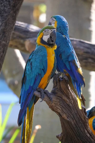 Pájaro Loro Guacamayo Azul Amarillo Jardín —  Fotos de Stock