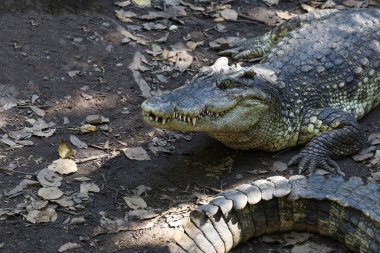 Kapalı kafa timsahı bahçede dinleniyor. 