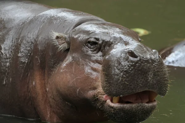 Hippopotame Nain Sourire Sur Visage Dans Eau Thaïlande — Photo