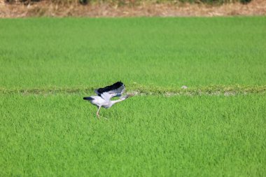 Asya 'nın kırsalındaki pirinç tarlasında bir kuş.