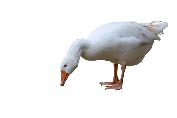 White Female Goose White Background Have Path — Stock Photo, Image