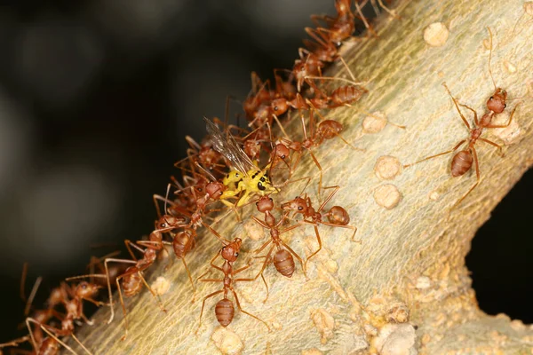 Group Red Ant Attack Yellow Warp Tree Nature — Stock Photo, Image