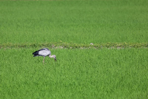 アジアの田んぼの鳥 — ストック写真