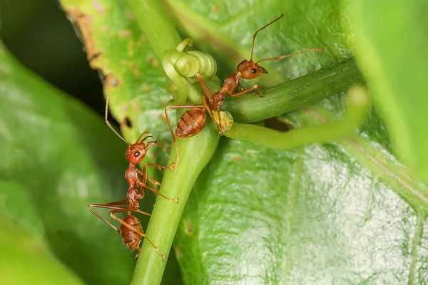 Close Red Ant Fresh Leaf Nature — Stock Photo, Image