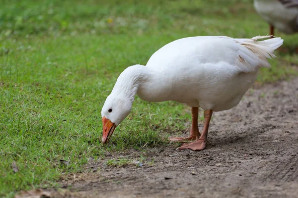 Bílá Husa Pobyt Zahradě Přírodní Farmy — Stock fotografie