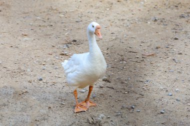 Beyaz dişi kaz bahçede kalır. 