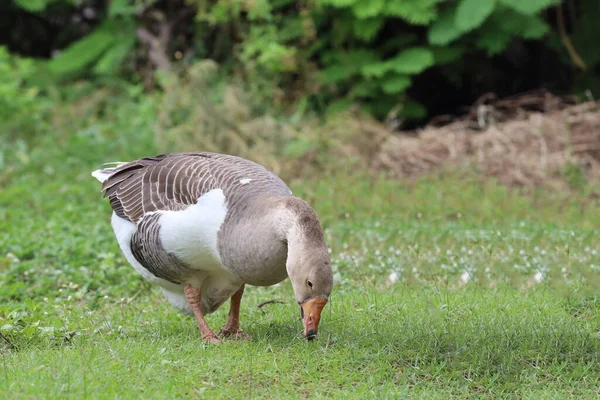 Gray Goose Eatting Grass Nature Farm Garden Thailand — Stock Photo, Image