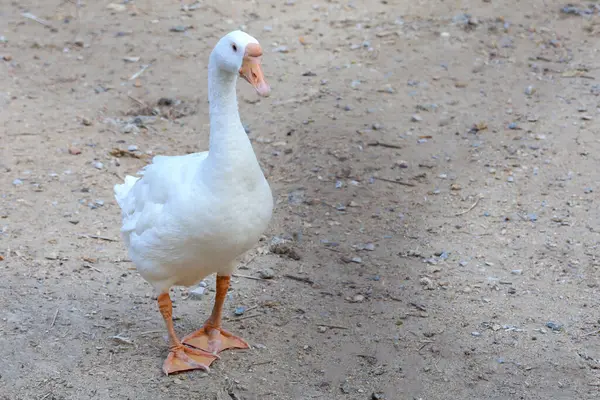 Oie Blanche Femelle Est Séjour Dans Jardin — Photo