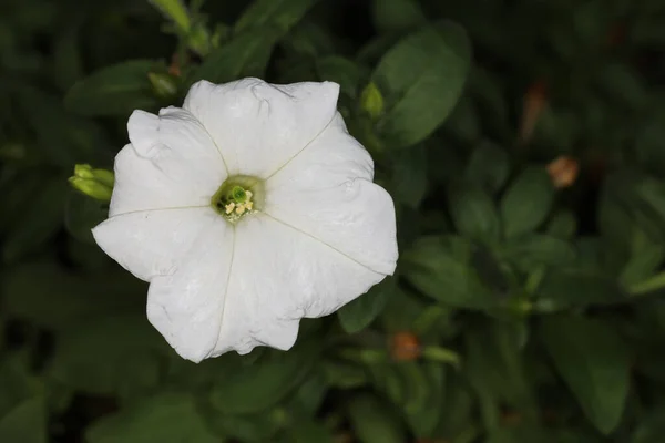 Die Weiße Petunienblüte Garten — Stockfoto