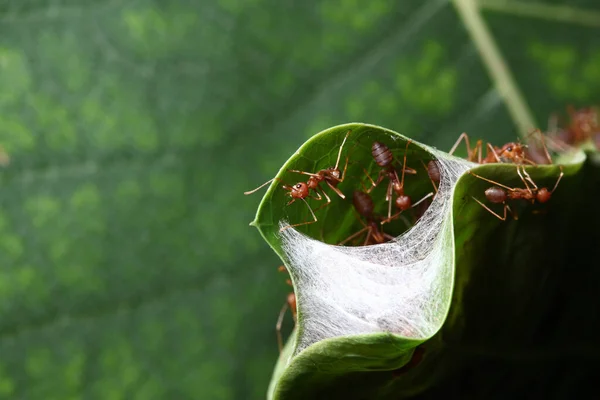 Yeşil Yapraklı Kırmızı Karıncayı Kapat — Stok fotoğraf