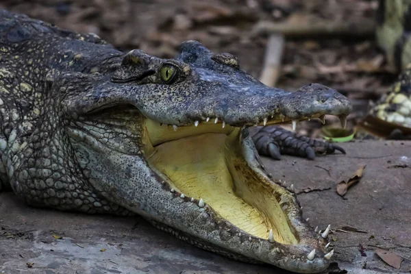 Zbliżenie Krokodyl Jest Akcja Show Głowa Ogrodzie — Zdjęcie stockowe