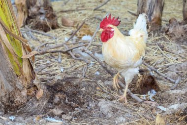 Rhode Island, Tayland 'ın bahçesinde duruyor.
