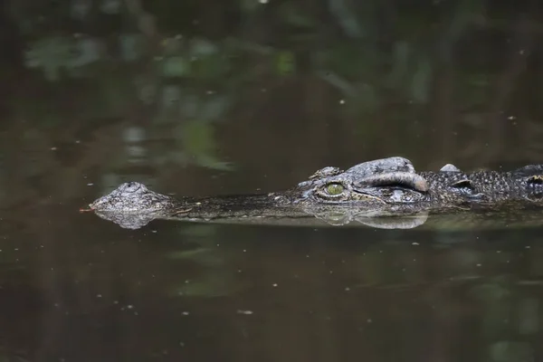 Gros Plan Tête Crocodile Est Montrer Tête Dans Rivière — Photo