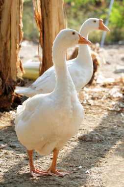 Beyaz dişi kaz bahçede kalır. 