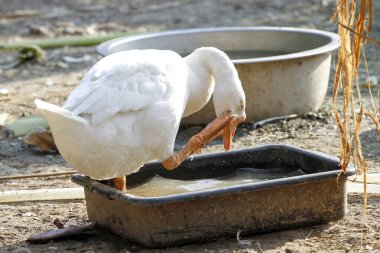 Beyaz dişi kaz kalır ve bahçede dinlenir 