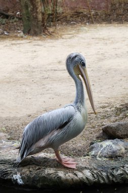 Tayland bahçesindeki büyük beyaz pelikan kuşu.