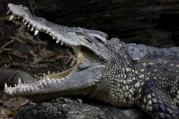 Close Crocodilo Ação Mostrar Cabeça Jardim — Fotografia de Stock