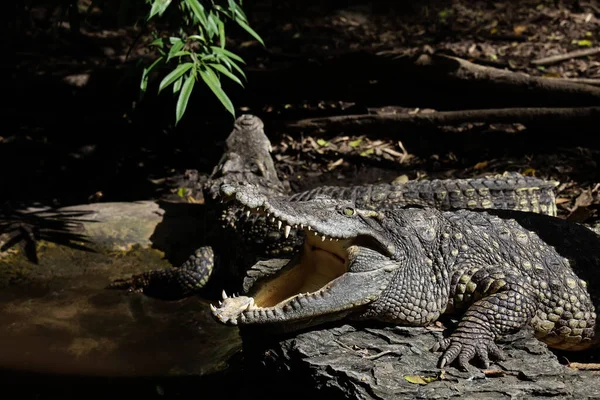 Крупним Планом Крокодил Показує Мишу Таїланді Орієнтоване Око — стокове фото