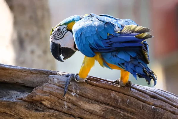 密室にはタイの庭に青と黄色のマコーのオウムの鳥がいました — ストック写真