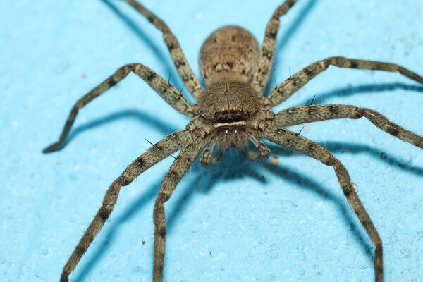 Close up head wolf spider is insect animal on blue color cement floor