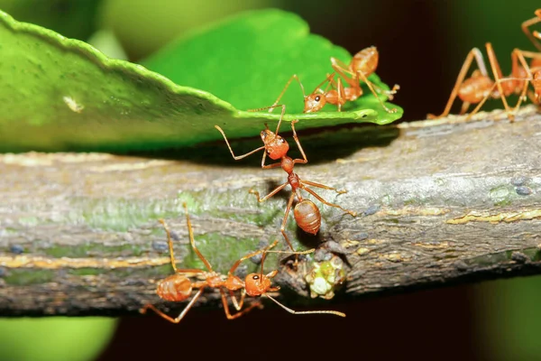 Group Red Ant Stick Tree Nature Forest — Stock Photo, Image