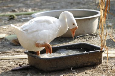 Beyaz dişi kaz kalır ve bahçede su oynar. 