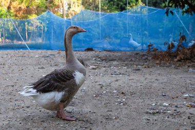 Gri dişi kaz kalır ve bahçede dinlenir 